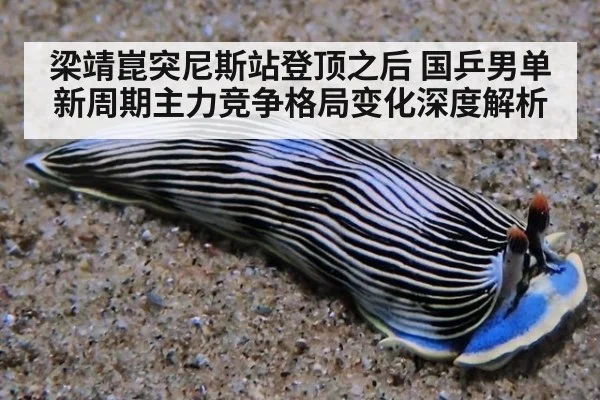 梁靖崑突尼斯站登顶之后 国乒男单新周期主力竞争格局变化深度解析